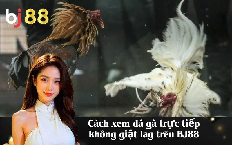 Cách xem trực tiếp đá gà BJ88 không giật lag