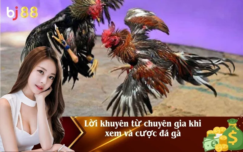 Lời khuyên từ chuyên gia khi xem và cược đá gà